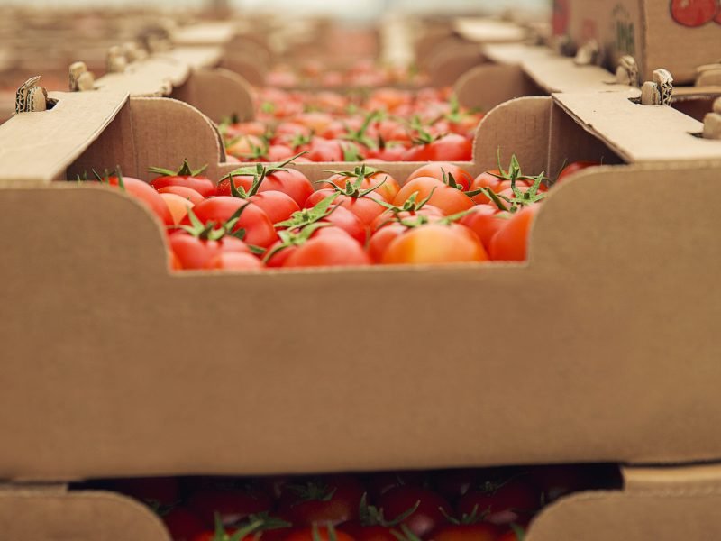 red-fresh-tomatoes-gathered-into-cardboaard-boxes-purchasing